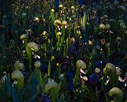 Darlingtonia Fen 12-2162